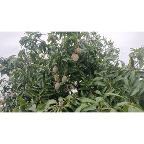 Organic Banganapalli Mango