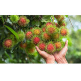 Rambutan
