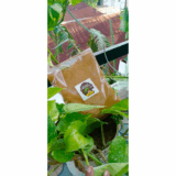 Arusuvai Garam Masala